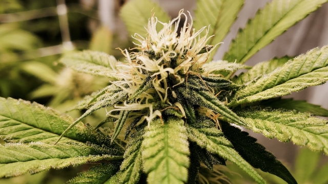 The High Life: Exploring the Buzz around Marijuana