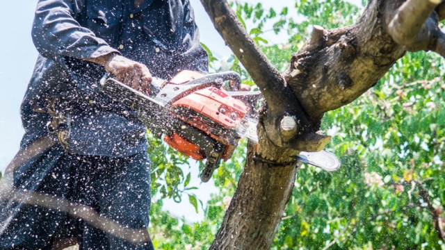 Branching Out: Tackling Tree Removal and Trimming for a Thriving Landscape