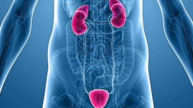 Peeking into Urology: Unveiling the Secrets of the Genitourinary System