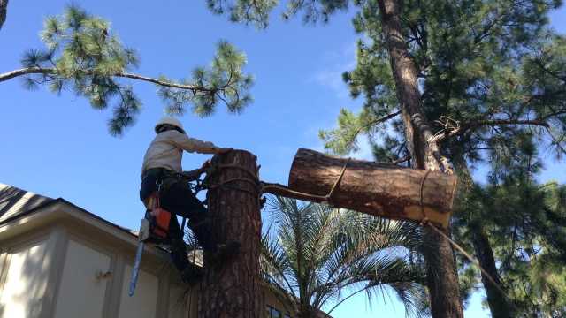 Timber! Unveiling the Art of Tree Removal