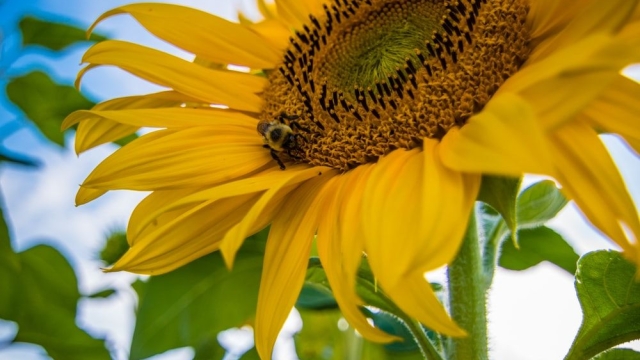 Bugging Out: How to Handle Cabbage Worms and Harvest Sunflowers