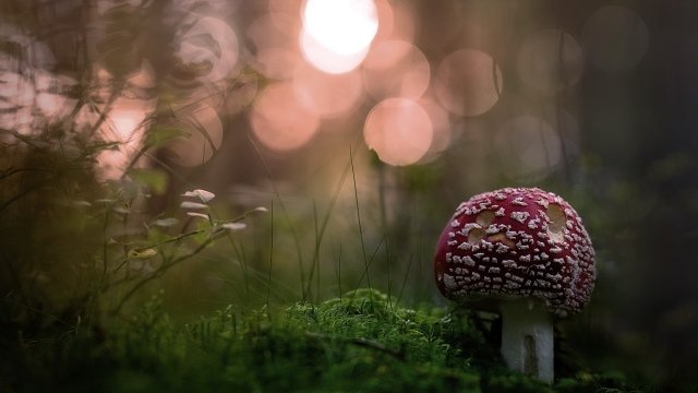 Fungi Fever: Unveiling the Secrets of Mushroom Cultivation