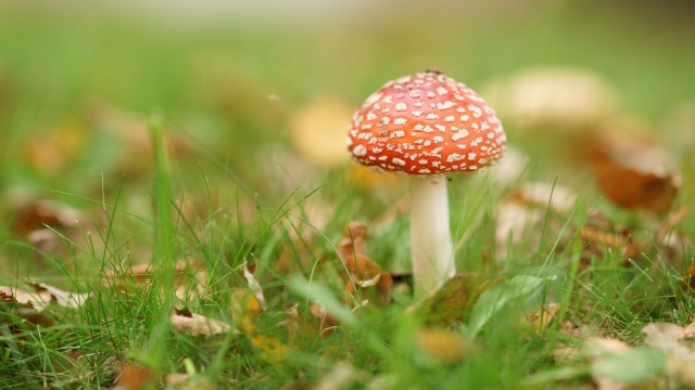 Fungi Fun: A Beginner’s Guide to Growing Marvelous Mushrooms