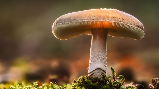 Fungi Fun: A Beginner’s Guide to Growing Marvelous Mushrooms