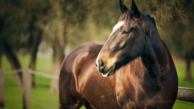 Vitamin Equestrian: The Essential Guide to Horse Supplements and Care