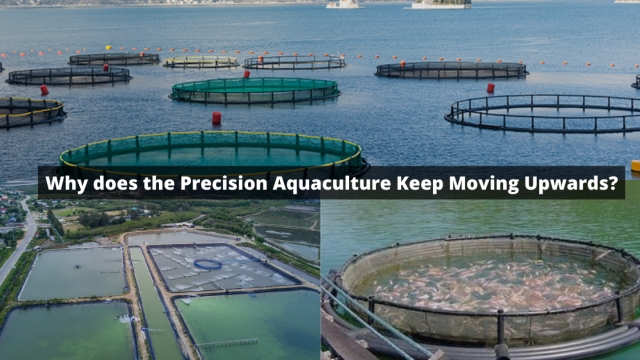 Revolutionizing the Waves: The Future of Aquaculture Technology